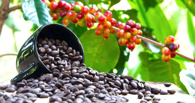 قیمت قهوه خام به چه عواملی بستگی دارد؟